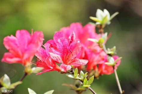 杜鵑花中毒怎麼辦|吃杜鵑花真的會中毒而死嗎？